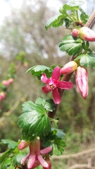 Ribes microphyllum