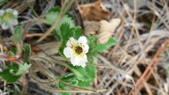 Fragaria mexicana