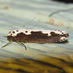 Ethmia semilugens