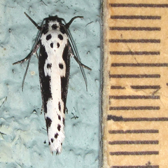 Ethmia semilugens