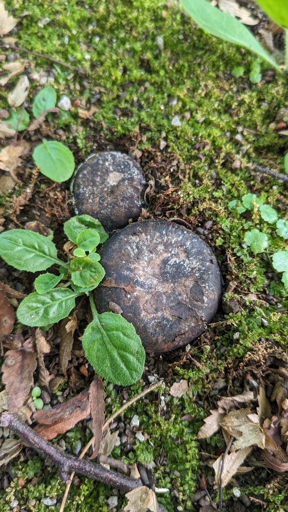 Astraeus hygrometricus · September 2023 · photo: © atsushi_nakajima_cirque (iNaturalist, cc-by)