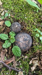 Astraeus hygrometricus