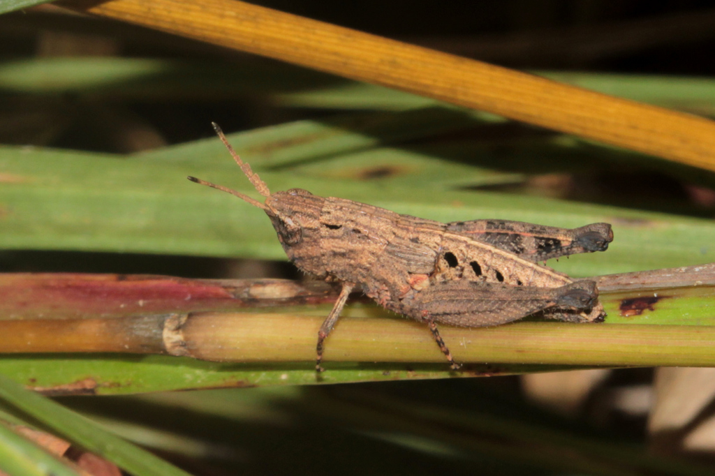 Anacteana neavei