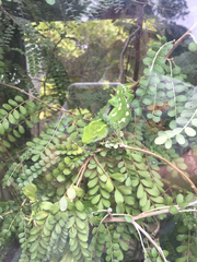 Naultinus punctatus