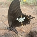 Papilio chaon - Photo (c) Joinul Ali, osa oikeuksista pidätetään (CC BY-NC), lähettänyt Joinul Ali