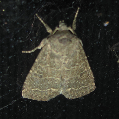 Protorthodes texicana