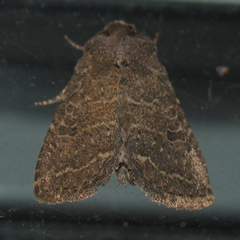 Protorthodes texicana