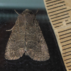 Protorthodes texicana