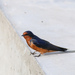 Siberian Barn Swallow - Photo (c) 渔喵, some rights reserved (CC BY-NC-SA), uploaded by 渔喵