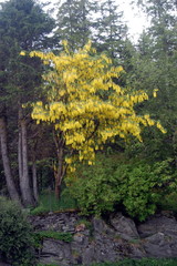 Laburnum
