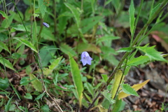 Campanula rotundifolia