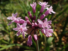 Tulbaghia simmleri