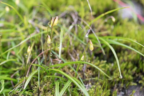 Spathoglottis ixioides, photograph 2
