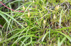 Spathoglottis ixioides, photograph (c) Morten Ross, some rights reserved (CC BY)