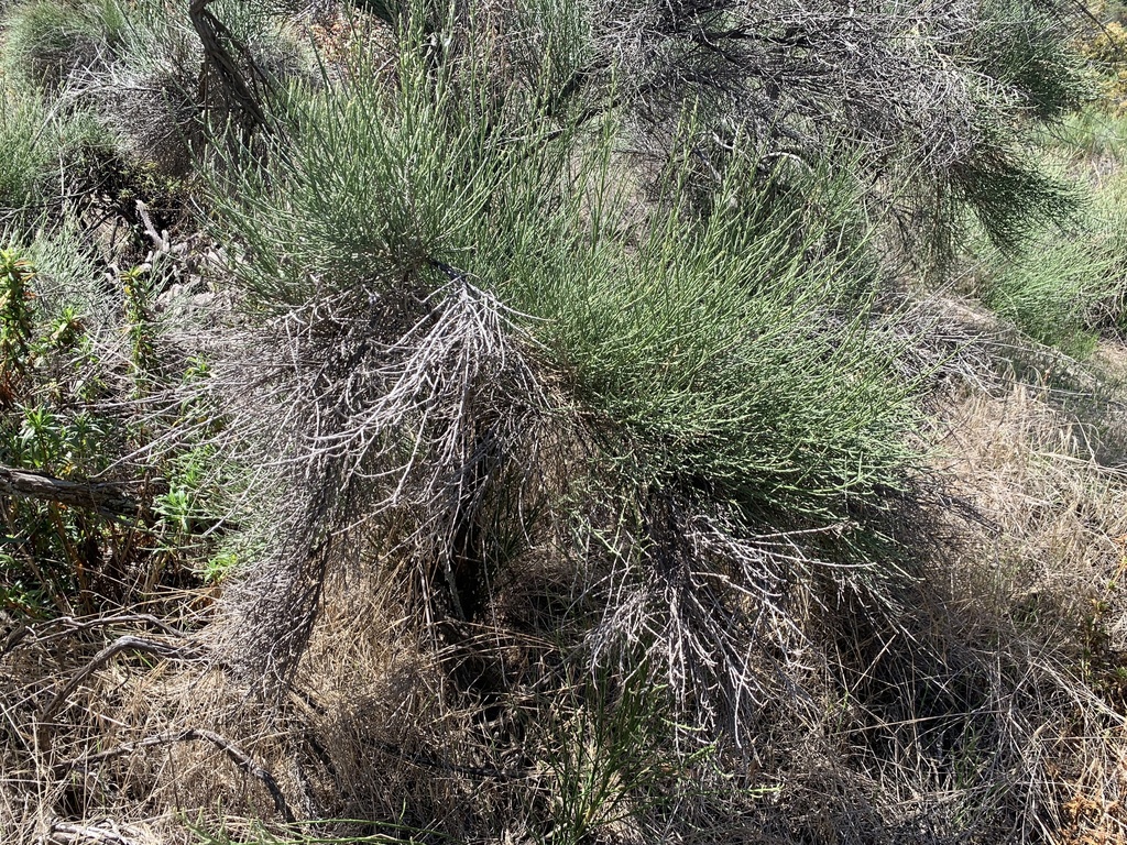 California Broomsage from Cleveland National Forest, Corona, CA, US on