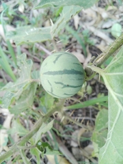 Solanum palinacanthum