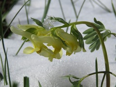 Corydalis bracteata