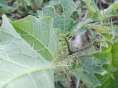 Solanum palinacanthum