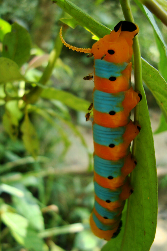 Manduca neglecta