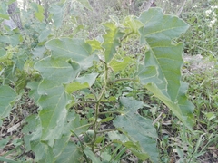Solanum palinacanthum