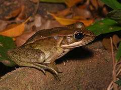 Lithobates maculatus