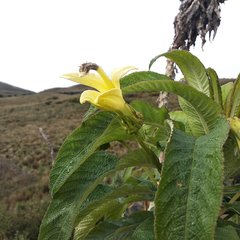 Siphocampylus giganteus