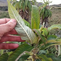 Siphocampylus giganteus