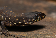 Lepidophyma