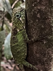Mount Lumut Shrub Agama photo 1