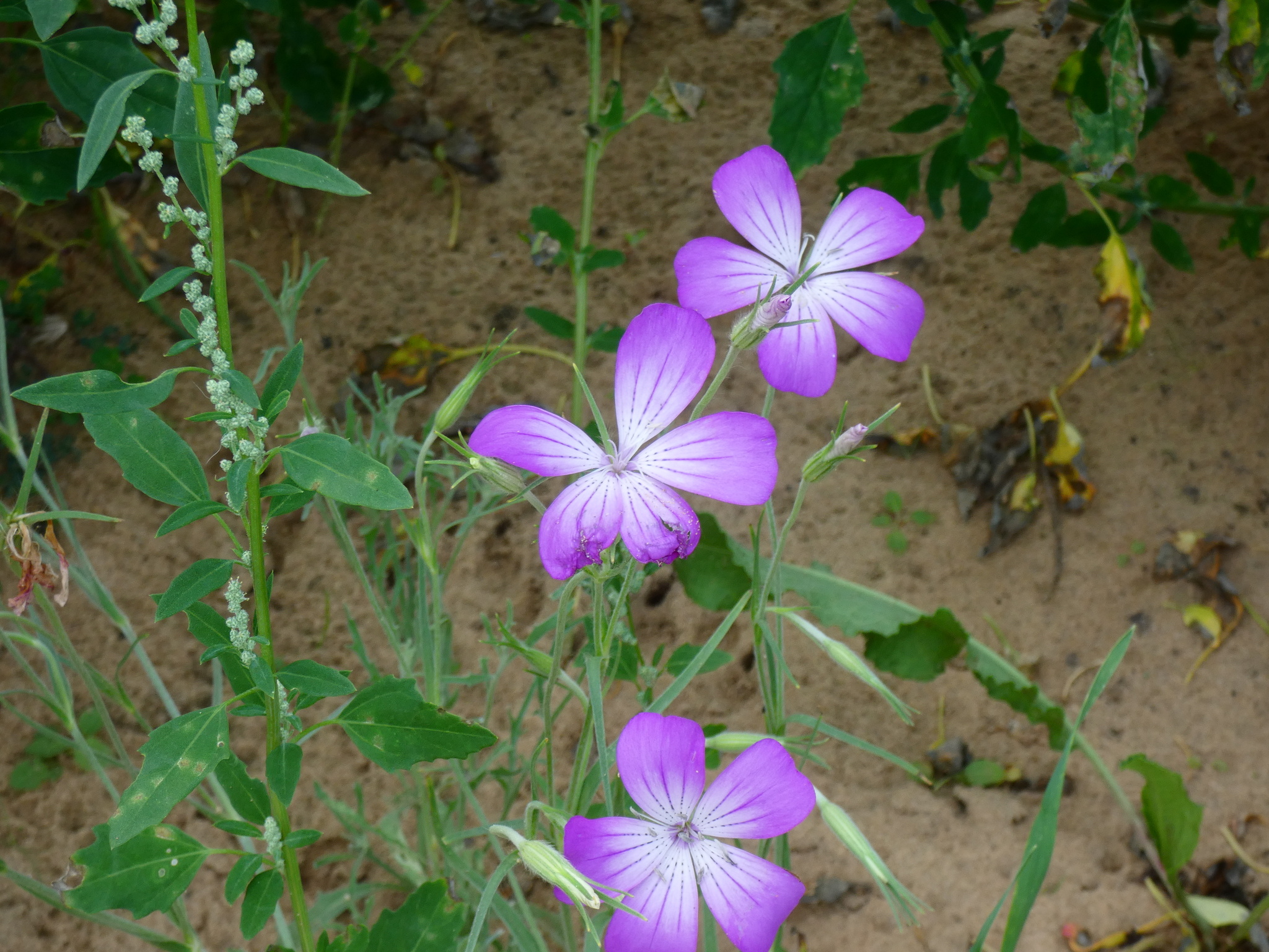 Agrostemma Brachylobum (Agrostemma brachylobum)