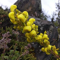 Calceolaria ericoides