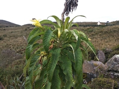 Siphocampylus giganteus