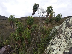 Siphocampylus giganteus