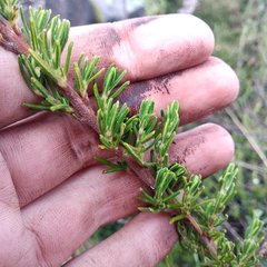 Calceolaria ericoides