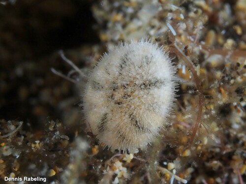 Pea Urchin
