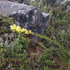 Calceolaria ericoides