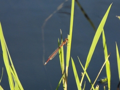 Oxyagrion rubidum