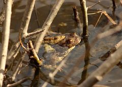 Bufo bufo