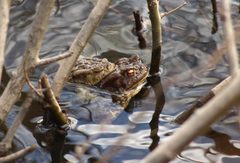 Bufo bufo
