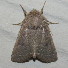 Protorthodes texicana