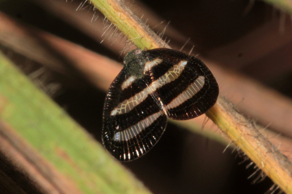 Threebanded Mulvia