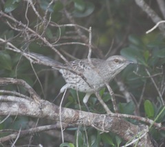 Mimus gundlachii
