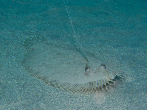 Flounder (Bothus pantherinus) — Bothidae