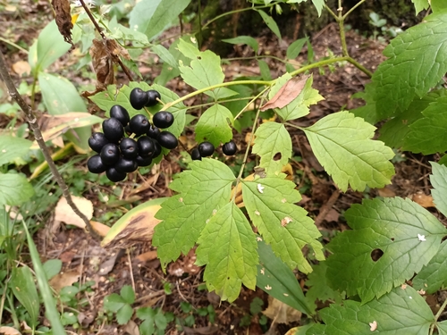 Baneberry (Actaea spicata)