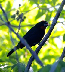 Melopyrrha violacea