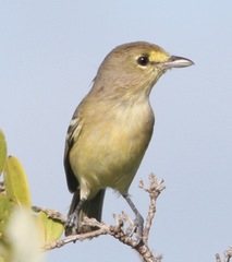 Vireo crassirostris