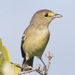 Thick-billed Vireo - Photo (c) Cat Abbott, some rights reserved (CC BY-NC), uploaded by Cat Abbott