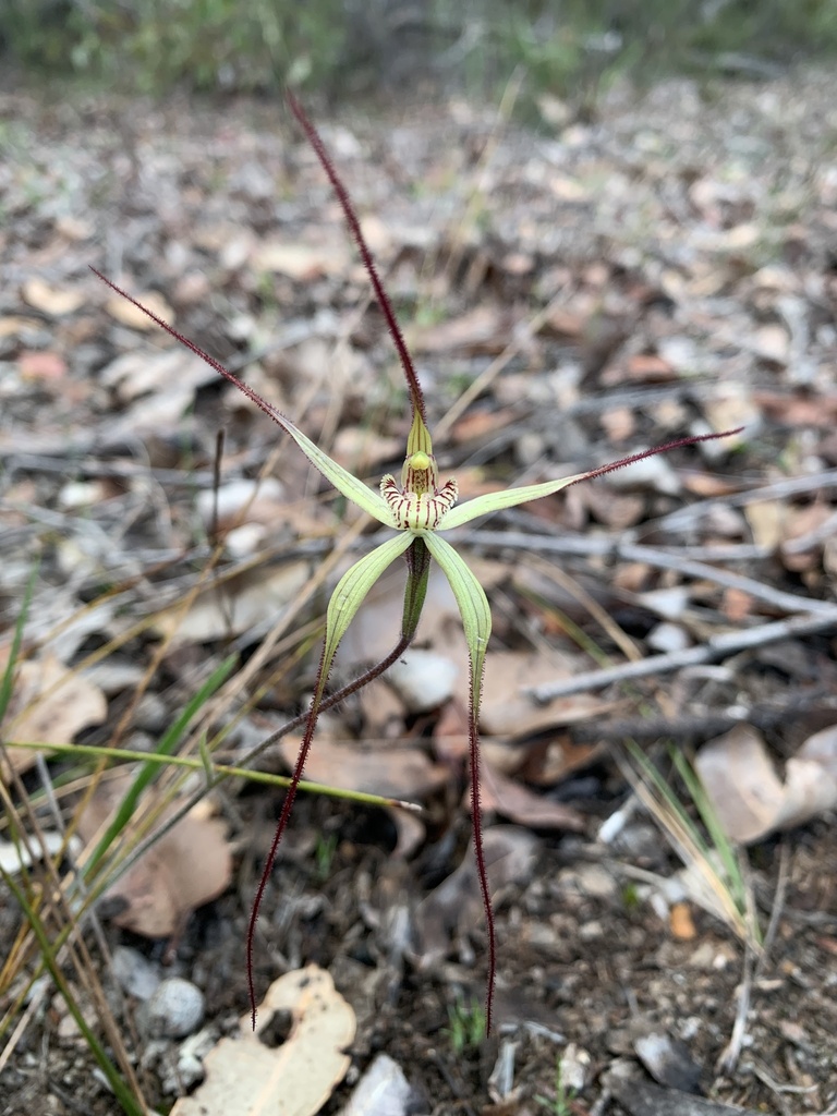 Caladenia validinervia