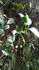 Tarenna thouarsiana