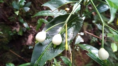 Tarenna thouarsiana